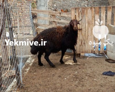 قوچ افشار قرع قیزیل مو فر کورع در تهران در گروه گاو و گوسفند و میش و بز کهره گوساله در یکمیوه -عکس1