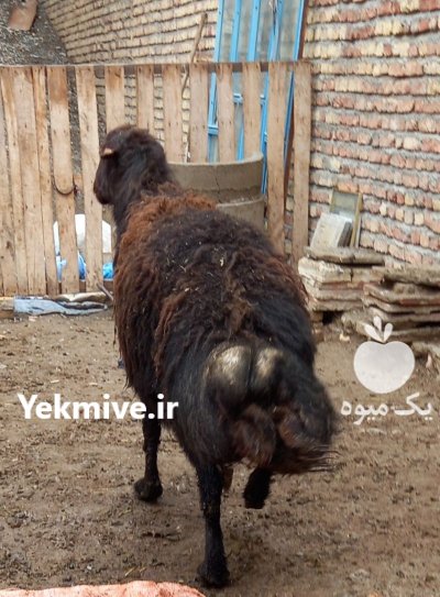 قوچ افشار قرع قیزیل مو فر کورع در تهران در گروه گاو و گوسفند و میش و بز کهره گوساله در یکمیوه -عکس2