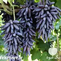 قیمت خرید نهال انگور شمشیری در تهران در گروه خرید و فروش نهال انگور در یکمیوه