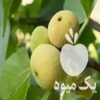 فروش نهال انجیر خشک در مازندران در گروه خرید و فروش نهال در یکمیوه