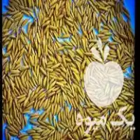 قیمت خرید انواع بذور طارم هاشمی و امراللهی سوزنی در گروه خرید و فروش برنج در یکمیوه