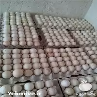 فروش تخم نطفه دار طیور در گروه انواع تخم ها در یکمیوه