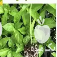 آگهی مشابه قیمت خرید نشاء و بذر سبزی درجه یک و اصلاح شده در تهران در گروه خرید و فروش نشا در یکمیوه