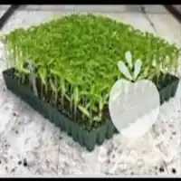 قیمت خرید سینی نشا صیفیجات در گروه خرید و فروش نشا در یکمیوه