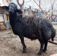 قوچ قرع قیزیل افشار اصل در تهران در گروه گاو و گوسفند و میش و بز کهره گوساله در یکمیوه