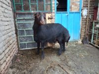 قوچ قرع قیزیل افشار موسیم در تهران در گروه گاو و گوسفند و میش و بز کهره گوساله در یکمیوه