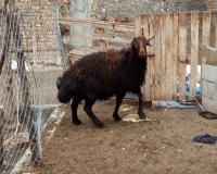 قوچ افشار قرع قیزیل مو فر کورع در تهران در گروه گاو و گوسفند و میش و بز کهره گوساله در یکمیوه