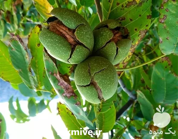 قیمت خرید تولید نهال گردو و بادام با کیفیت بالا در البرز در گروه خرید و فروش نهال گردو در یکمیوه -عکس1