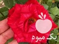 فروش گل رز هلندی گلدانی 10 رنگ در گروه خرید و فروش گیاهان زینتی در یکمیوه -عکس1