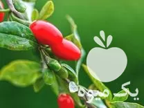 فروش نهال گوجی بری قرمز red gujiberry در گروه خرید و فروش میوه استوایی در یکمیوه -عکس1
