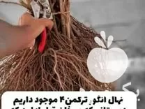 قیمت خرید انواع نهال های گردو بادام هلو سیب و در تهران در گروه خرید و فروش نهال در یکمیوه -عکس1