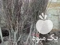 قیمت خرید نهال بادام مامایی و شاهرودی در چهارمحال وبختیاری در گروه خرید و فروش نهال بادام در یکمیوه -عکس1