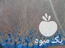 فروش نهال بادام گلدانی و شلیل در گروه خرید و فروش نهال بادام در یکمیوه -عکس1