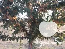 قیمت خرید نهال بادام دیمی گردو در گروه خرید و فروش نهال بادام در یکمیوه -عکس1