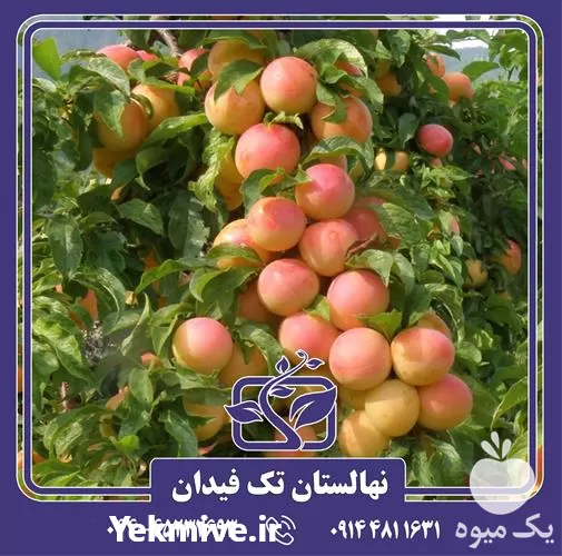 خرید و قیمت نهال آلو ارلی گلدن در گروه خرید و فروش نهال در یکمیوه -عکس1