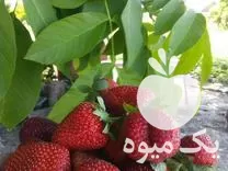 قیمت خرید توت فرنگی ارگانیک در گروه خرید و فروش توت فرنگی در یکمیوه -عکس1