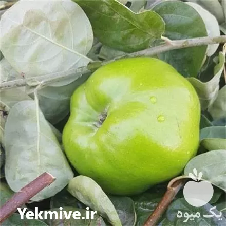 فروش نهال به سبز فرانسه در اصفهان در گروه خرید و فروش نهال به در یکمیوه -عکس1