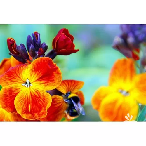 خرید انواع بذر گل شب بو در گروه خرید و فروش بذر گل در یکمیوه -عکس1