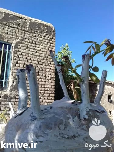 پیوند زنی درختان در گروه خدمات باغبانی در یکمیوه -عکس1