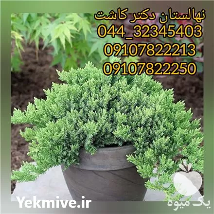 فروش گل کاج ستاره ای در آذربایجان غربی در گروه خرید و فروش نهالستان در یکمیوه -عکس1