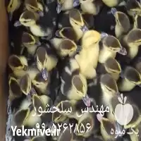 فروش جوجه اردک مسکویی در خوزستان در گروه مرغ و خروس و بوقلمون و اردک قو قاز در یکمیوه