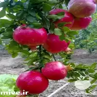 قیمت خرید نهال انار در خراسان رضوی در گروه خرید و فروش نهال انار در یکمیوه