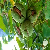 قیمت خرید تولید نهال گردو و بادام با کیفیت بالا در البرز در گروه خرید و فروش نهال گردو در یکمیوه