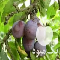 قیمت خرید نهال آلو خاکی پیوندی در مازندران در گروه خرید و فروش نهال در یکمیوه