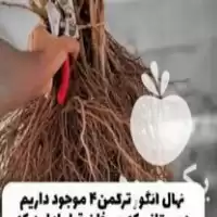 قیمت خرید انواع نهال های گردو بادام هلو سیب و در تهران در گروه خرید و فروش نهال در یکمیوه