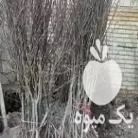 قیمت خرید نهال بادام مامایی و شاهرودی در چهارمحال وبختیاری در گروه خرید و فروش نهال بادام در یکمیوه