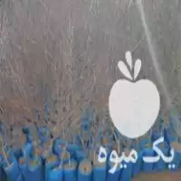 فروش نهال بادام گلدانی و شلیل در گروه خرید و فروش نهال بادام در یکمیوه