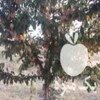 قیمت خرید نهال بادام دیمی گردو در گروه خرید و فروش نهال بادام در یکمیوه