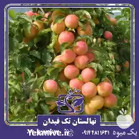 خرید و قیمت نهال آلو ارلی گلدن در گروه خرید و فروش نهال در یکمیوه
