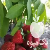 قیمت خرید توت فرنگی ارگانیک در گروه خرید و فروش توت فرنگی در یکمیوه