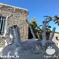 پیوند زنی درختان در گروه خدمات باغبانی در یکمیوه