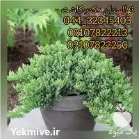 فروش گل کاج ستاره ای در آذربایجان غربی در گروه خرید و فروش نهالستان در یکمیوه