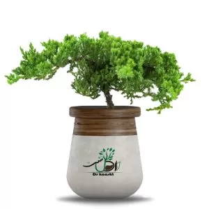 قیمت خرید گل کاج ستاره ای در آذربایجان غربی در گروه خرید و فروش نهالستان در یکمیوه -عکس1