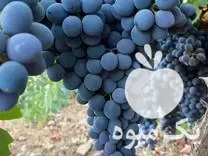 فروش فنس در گروه خرید و فروش فنس در یکمیوه -عکس1