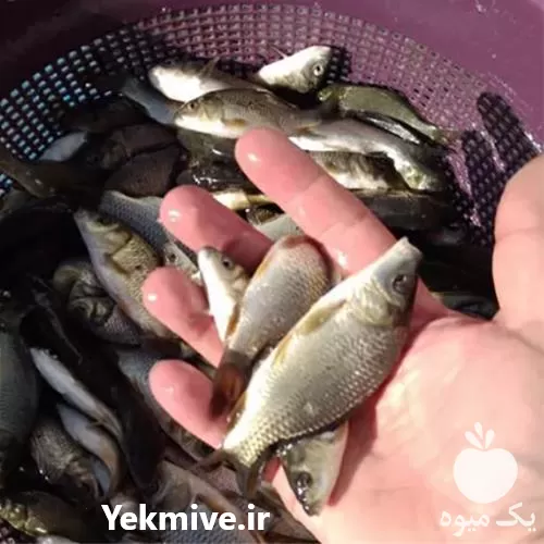 فروش بچه ماهی در گلستان در گروه خرید و فروش بچه ماهی در یکمیوه -عکس1