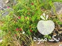 قیمت خرید انواع تاک انگور انواع رز روند و بوته انواع نهال در گروه خرید و فروش گیاهان زینتی در یکمیوه -عکس1