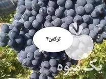 فروش نهال انگور خارجی ترکمن 4 در اصفهان در گروه خرید و فروش نهال انگور در یکمیوه -عکس1