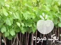 فروش نهال انگور ترکمن در خراسان رضوی در گروه خرید و فروش نهال انگور در یکمیوه -عکس1