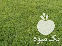 فروش نشاء برنج طارم در مازندران در گروه خرید و فروش نشا در یکمیوه -عکس1