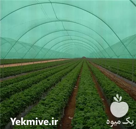 قیمت خرید شید گلخانه ای در تهران در گروه خرید و فروش توری گلخانه در یکمیوه -عکس1