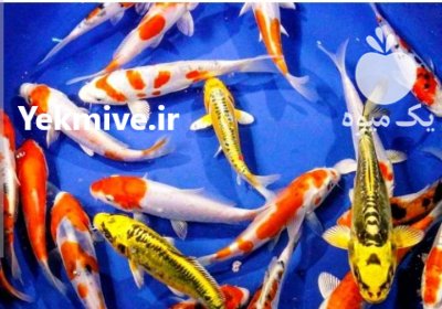فروش عمده ماهی کوی در سلفچگان در گروه خرید و فروش ماهی کوی در یکمیوه -عکس1