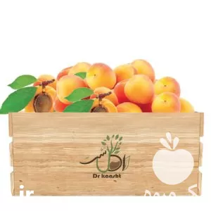 فروش نهال زردآلو پرتقالی و انواع نهال میوه در گروه خرید و فروش نهال میوه در یکمیوه -عکس1