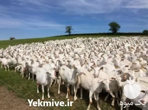 فروش بزغاله سانن بز بزغاله فرانسوی در اصفهان در گروه گاو و گوسفند و میش و بز کهره گوساله در یکمیوه -عکس1