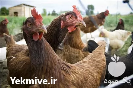 قیمت خرید جوجه یک روزه در تهران در گروه مرغ و خروس و بوقلمون و اردک قو قاز در یکمیوه -عکس1