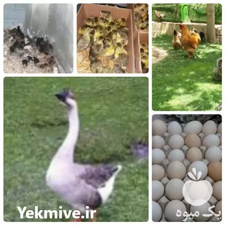 فروش تخم نطفه دار و جوجه انواع ماکیان در گروه انواع تخم ها در یکمیوه -عکس1
