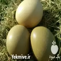فروش تخم قرقاول ارومیه در آذربایجان غربی در گروه انواع تخم ها در یکمیوه